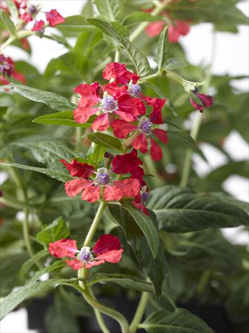 Foto fiore da  Vaso Cuphea ilavea Trend Red