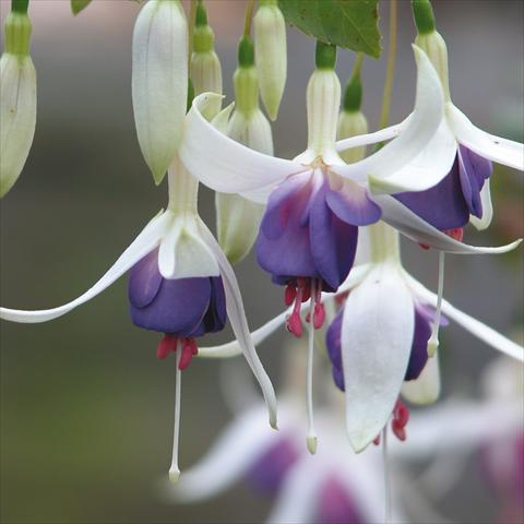 Foto fiore da  Vaso Fuchsia Delta