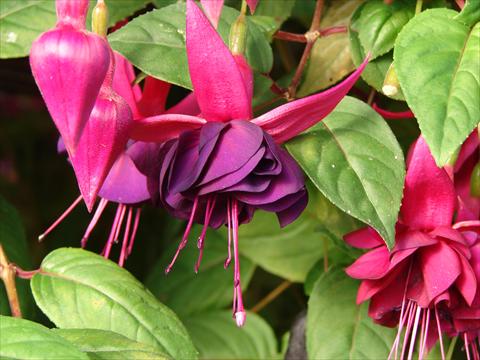 Foto fiore da  Vaso Fuchsia Paul H.S. Fischer