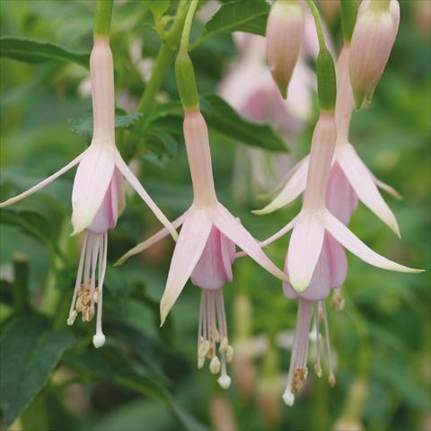 photo of flower to be used as: Pot Fuchsia Hawkshead