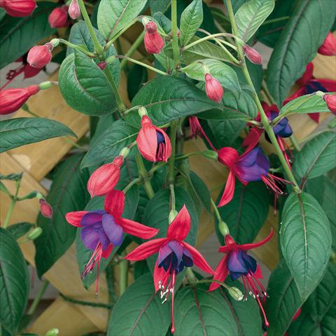 Foto fiore da  Vaso Fuchsia Lady Boothby