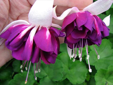 photo of flower to be used as: Pot Fuchsia Marbeller Heri Mochara