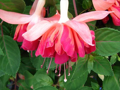 photo of flower to be used as: Pot Fuchsia Marbeller Orange King