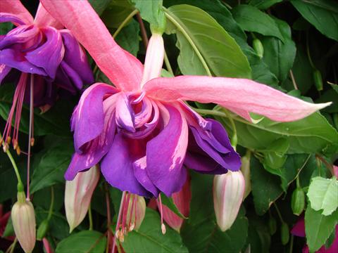 Foto fiore da  Vaso Fuchsia Marbeller Taffeta Bow