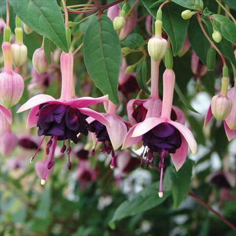 Foto fiore da  Vaso Fuchsia Velvet Crush