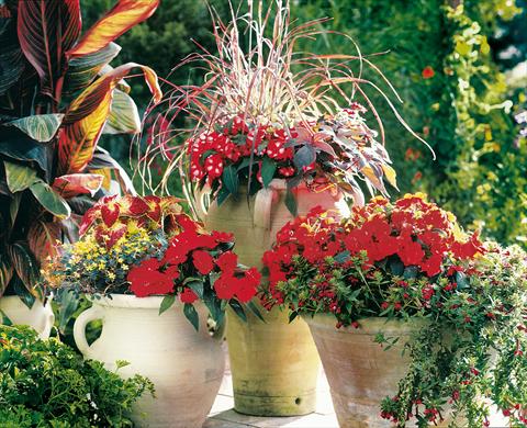 photo of flower to be used as: Pot, bedding, patio, basket Impatiens N. Guinea Paradise Woya