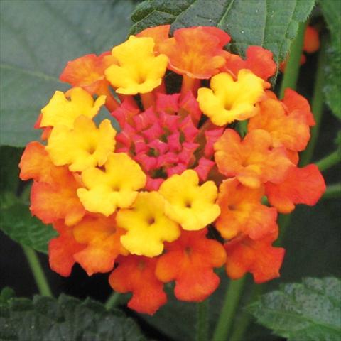 photo of flower to be used as: Pot, bedding, patio Lantana camara Evita® Compact Red