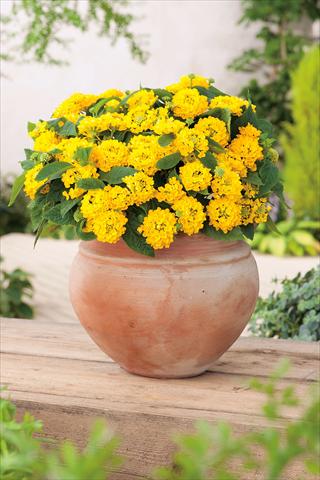 Foto fiore da  Vaso, aiuola, balcone Lantana camara Evita® Compact Yellow