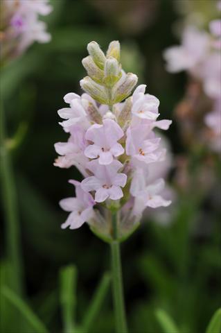 Foto fiore da  Vaso e aiola Lavandula angustifolia Ellagance Pink