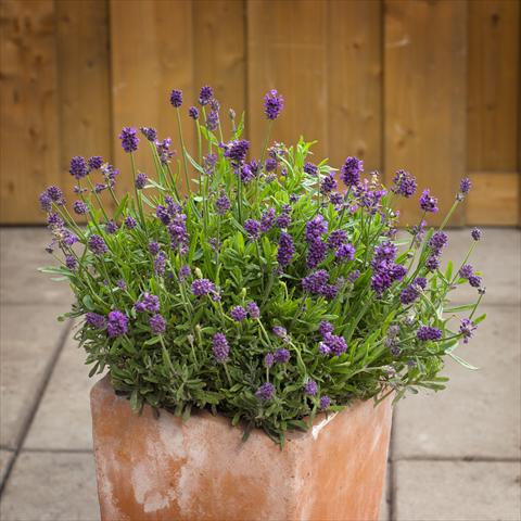 Foto fiore da  Vaso e aiola Lavandula angustifolia Mini Blue