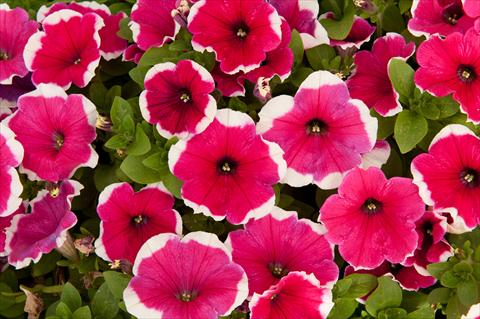 Foto fiore da  Vaso, aiuola, balcone, basket Petunia Happy® Bicolor Hot Pink