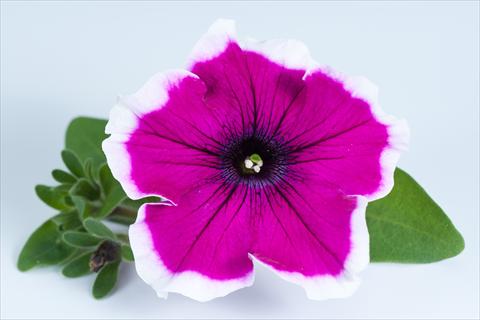 Foto fiore da  Vaso, aiuola, balcone, basket Petunia Happy® Bicolor Sofia