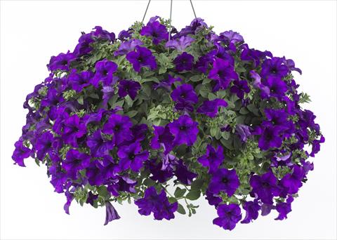 Foto fiore da  Vaso, aiuola, balcone, basket Petunia Happy® Blue