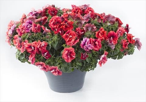 Foto fiore da  Vaso, aiuola, balcone, basket Petunia Happy® Double Orange