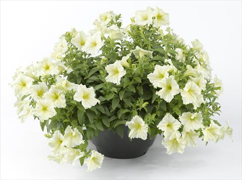 Foto fiore da  Vaso, aiuola, balcone, basket Petunia Happy® Lemon Fringed