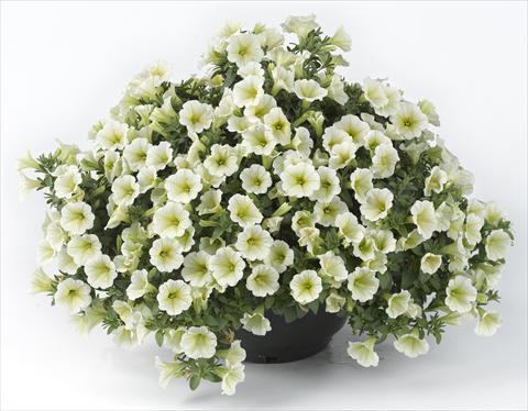 Foto fiore da  Vaso, aiuola, balcone, basket Petunia Happy® Mini Lemon