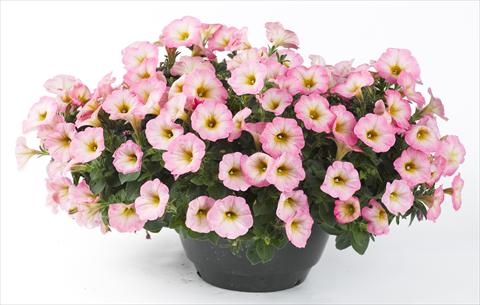 Foto fiore da  Vaso, aiuola, balcone, basket Petunia Happy® Punch Banana