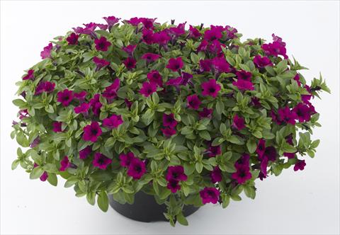 Foto fiore da  Vaso, aiuola, balcone, basket Petunia Mini Me Purple