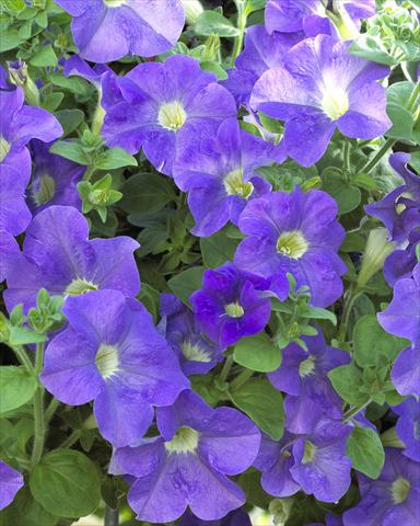 Foto fiore da  Vaso, aiuola, balcone, basket Petunia Surfinia® Giant Blue