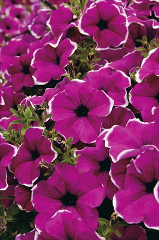 Foto fiore da  Vaso, aiuola, balcone, basket Petunia Surfinia® Giant Purple Picotee