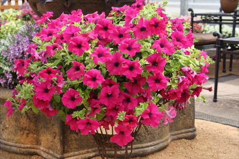 Foto fiore da  Vaso, aiuola, balcone, basket Petunia Surfinia® Giant Purple