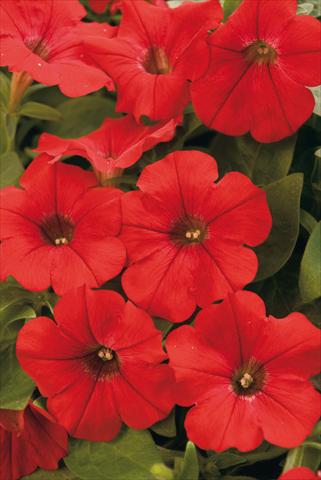 Foto fiore da  Vaso, aiuola, balcone, basket Petunia Surfinia® Patio Red