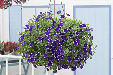 Foto fiore da  Vaso, aiuola, balcone, basket Petunia Surfinia® Picotee Blue