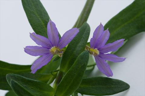 Foto fiore da  Vaso, balcone, basket Scaevola aemula Euphoria Compact Blue