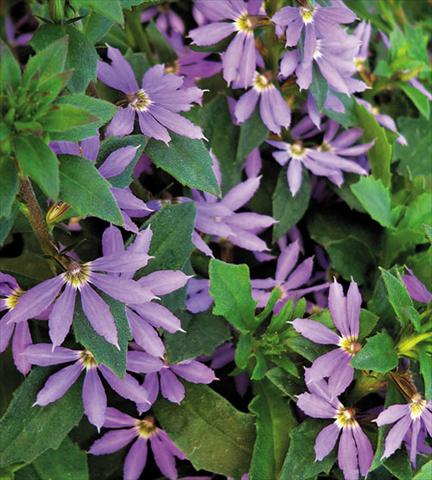 Foto fiore da  Vaso, balcone, basket Scaevola aemula Surdiva Blue