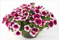 Happy® Giant Bicolor Purple Picotee