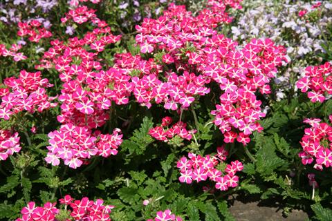 Foto fiore da  Vaso, balcone, basket Verbena Estrella Pink Star