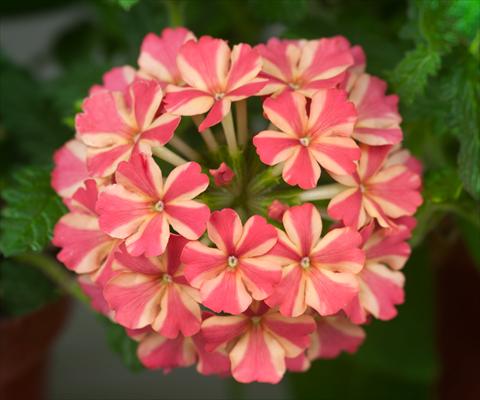 Foto fiore da  Vaso, balcone, basket Verbena Estrella Salmon Star