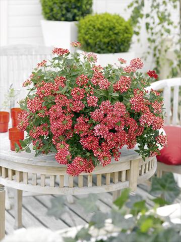 Foto fiore da  Vaso, balcone, basket Verbena Estrella Voodo Star