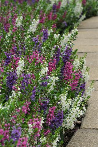 Foto fiore da  Vaso, aiuola, balcone, basket Angelonia angustifolia Serenita™ Mixture