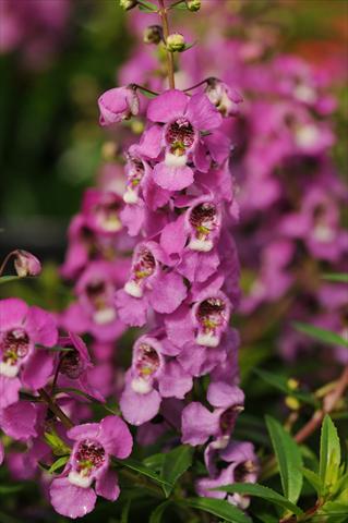 Foto fiore da  Vaso, aiuola, balcone, basket Angelonia angustifolia Serenita™ Raspberry