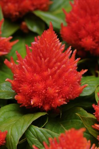 photo of flower to be used as: Pot and bedding Celosia plumosa Icecream Orange