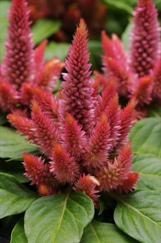 Foto fiore da  Vaso e aiola Celosia spicata Kosmo Salmon