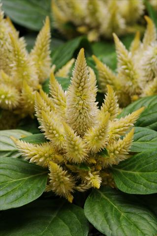 Foto fiore da  Vaso e aiola Celosia spicata Kosmo Yellow