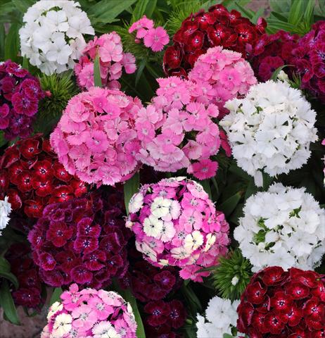 photo of flower to be used as: Pot and bedding Dianthus barbatus Dash Mixture