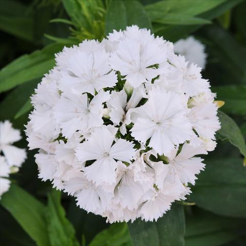 Foto fiore da  Vaso e aiola Dianthus barbatus Dash White