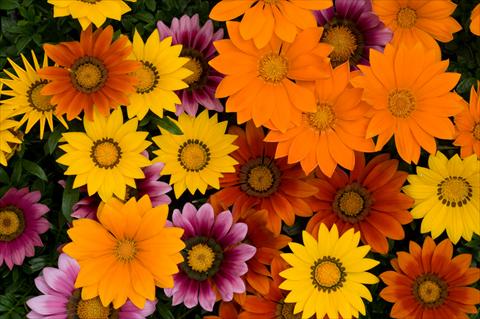 photo of flower to be used as: Pot and bedding Gazania rigens New Day F1 Bright Mixture
