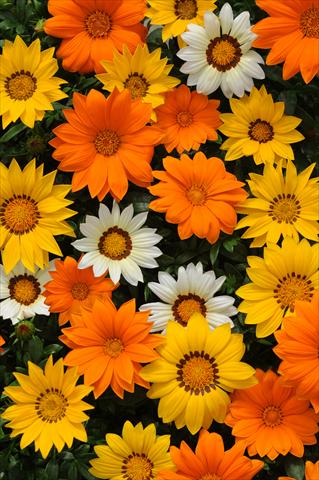 Foto fiore da  Vaso e aiola Gazania rigens New Day F1 Sunny Side Up Mixture