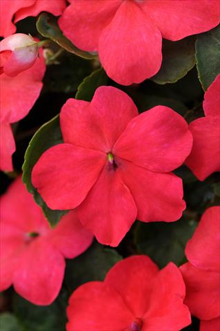 Foto fiore da  Vaso, aiuola, balcone, basket Impatiens walleriana Impreza™ Punch