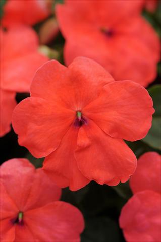 Foto fiore da  Vaso, aiuola, balcone, basket Impatiens walleriana Super Elfin™ XP Salmon