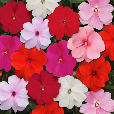 Foto fiore da  Vaso, aiuola, balcone, basket Impatiens N. Guinea Divine Mixture