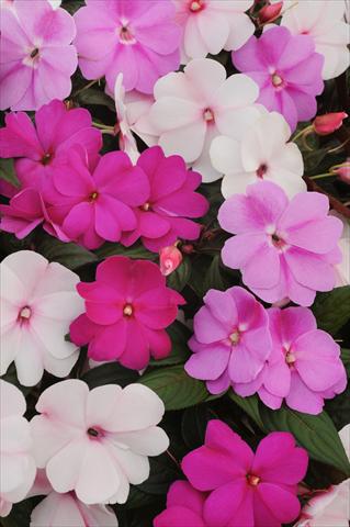 Foto fiore da  Vaso, aiuola, balcone, basket Impatiens N. Guinea Divine Mystic Mixture