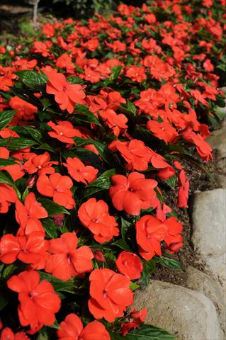 Foto fiore da  Vaso, aiuola, balcone, basket Impatiens N. Guinea Divine Orange