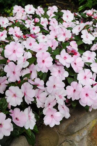 Foto fiore da  Vaso, aiuola, balcone, basket Impatiens N. Guinea Divine Pink Pearl