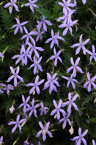 Foto fiore da  Vaso e aiola Laurentia Gemini Blue