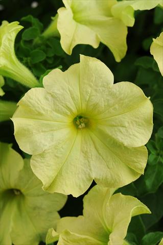 Foto fiore da  Vaso, balcone, basket Petunia grandiflora Sophistica Lime Green